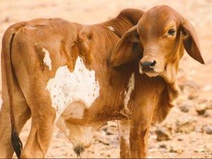 Ada-ada Aja! Penghuni Pelihara Anak Sapi di Balkon Apartemen