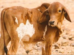 Anak Sapi Ini Punya Tanda Seperti Peta Australia di Perutnya