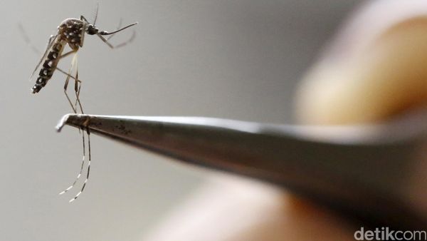 Mengenal Nyamuk Pembawa Virus Zika