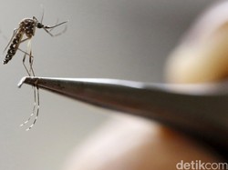 Waspadai Zika dengan Tes Darah Jika Demam Setelah Bepergian dari Singapura