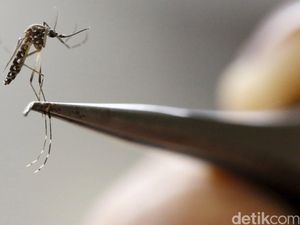 Ikuti Brazil, Kolombia Gunakan Nyamuk Ber-Wolbachia untuk Perangi Zika Ikuti Brazil, Kolombia Gunakan Nyamuk Ber-Wolbachia untuk Perangi Zika