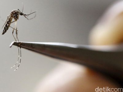Mengenal Nyamuk Pembawa Virus Zika