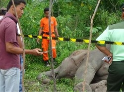 Belum Diautopsi, Ini Rupa Gajah Liar yang Mati Tak Wajar di Riau
