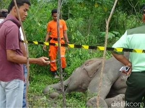 Segerombolan Gajah Mengamuk di Bengkalis Riau, 1 Rumah Hancur