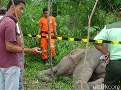 Segerombolan Gajah Mengamuk di Bengkalis Riau, 1 Rumah Hancur
