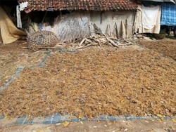 Ini Alasan Pengusaha Selalu Ekspor Rumput Laut Mentah Tanpa Diolah