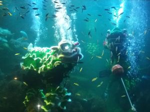 Rayakan Imlek, Barongsai Beraksi di Dunia Bawah Laut SeaWorld