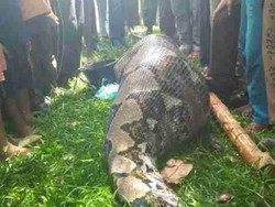 Ular Sepanjang 7 Meter ini Ditemukan Polisi saat Membuat Sekat Kanal di Riau