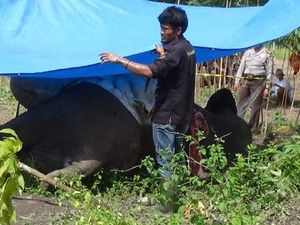Diduga Gajah yang Ditemukan Mati Tak Wajar di Riau Terkena Setrum