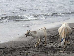 Menanti Gerhana, Coba Wisata Beda ke Pantai Penuh Kambing di Jailolo