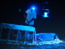 Buaya Berusia 50 Tahun Ditangkap di Tepi Laut di Australia