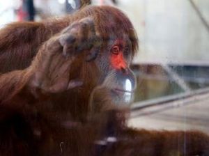 Orangutan Ini Pandai Bermain Video Game Xbox