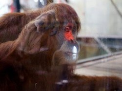 Orangutan di Kebun Binatang Melbourne Ini Pandai Bermain Video Game Xbox