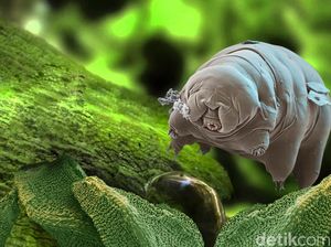 Rahasia Binatang Paling Tangguh