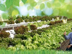 Cerita Eks Bos Disc Tarra, Banting Setir Jadi Petani Sayur