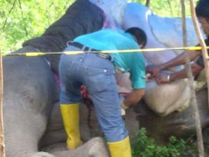 Hasil Autopsi Membuktikan: Gajah Liar di Riau Mati karena Tersetrum