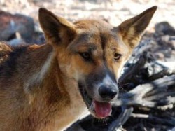 Hidung Balita Perempuan Ini Lepas Digigit Anjing