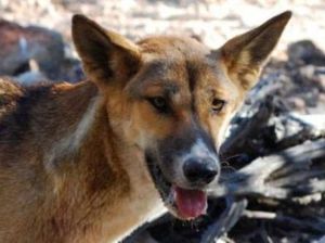 Polisi Cari Pengunggah Video Anjing Jelmaan Anak SMP di NTB Polisi Cari Pengunggah Video Anjing Jelmaan Anak SMP di NTB