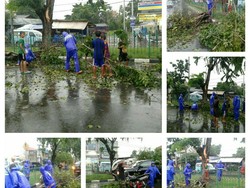 Pohon Bertumbangan di Musim Hujan, Ahok: Bulan ini Kita Beli Gergaji Mesin