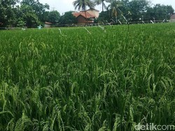 Mentan Klaim Stok Beras Capai 52.000 Ton, Paling Banyak dari Indramayu dan Demak