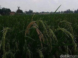 Pemerintah Bangun Embung untuk 4 Juta Hektar Lahan Padi