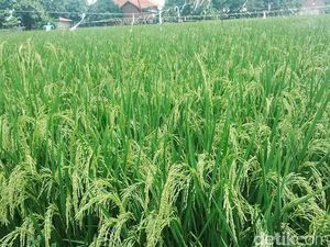 Mentan Amran: Harga Beras Sudah Turun ke Rp 7.500/Kg