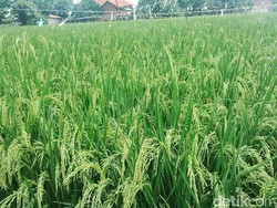 Menkop UKM: Cabut Subsidi Pupuk Demi Berantas Tengkulak