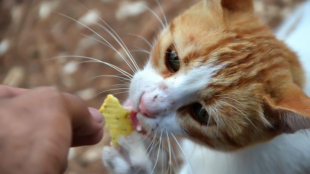 Ilustrasi Memberi Makan Kucing Liar