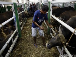 Resep KPPU Agar Daging Sapi Bisa Jadi Rp 80.000/Kg