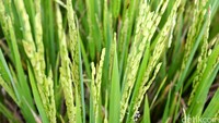 Produksi Padi Sumsel Naik Ratusan Ribu Ton Meski El Nino Menguat