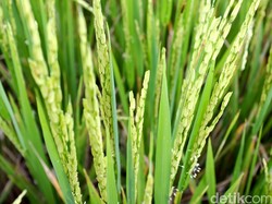 Lahan Bergaram di Pesisir Bisa Ditanami, Riau Bisa Surplus Beras