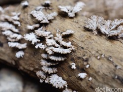 Waspada! Jamur Bukan Hanya Tumbuh saat Lembab, tapi Juga Suhu Panas