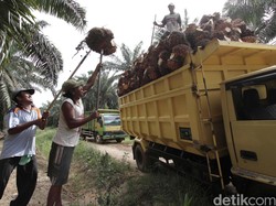 Mentan: RI Produsen CPO Terbesar Dunia, Tapi Minyak Goreng Mahal