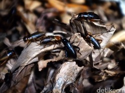 Lupakan Sapi, Saatnya Makan Jangkrik!