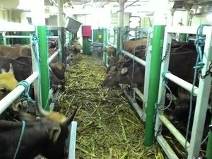 BUMN Ini Akan Jual Daging Sapi ke Perumahan Hingga Warteg di Jakarta