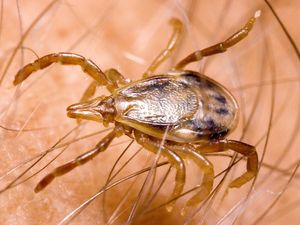 Digigit Kutu Ini, Seseorang Bisa Jadi Alergi Daging Merah Lho