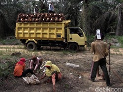 Eagle High Plantation Bangun Pabrik Kelapa Sawit di Papua Rp 160 M