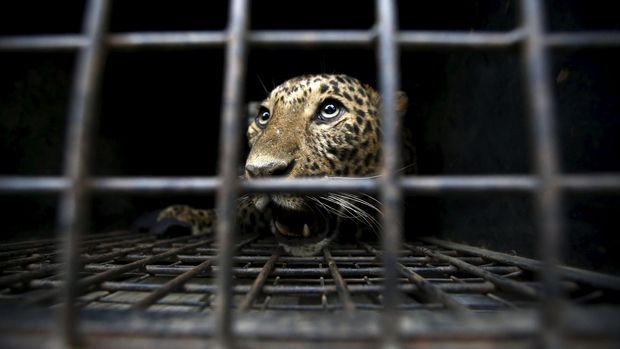 Macan tutul yang tersesat ke perkotaan di Kathmandu, Nepal, 2016.