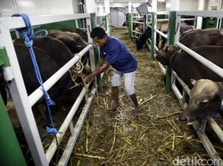 Benarkah Kapal Ternak Bisa Turunkan Harga Daging? Ini Kata Pedagang