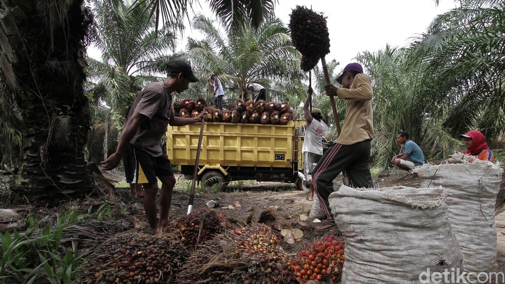 GAPKI: Implementasi B50 Ancam Industri Sawit Nasional