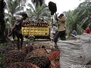 Bakrie Sumatera Kejar Produksi Sawit 450 Ribu Ton Tahun Ini Bakrie Sumatera Kejar Produksi Sawit 450 Ribu Ton Tahun Ini