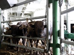 Ketemu! Ini Lokasi Video Angkut Sapi Ternak Sadis di Pelabuhan