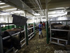 Asosiasi Peternak: Sapi Asal NTT Kecil-kecil Asosiasi Peternak: Sapi Asal NTT Kecil-kecil