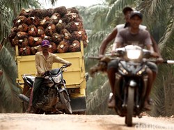 Sebelumnya Rugi, Kebun Sawit Bakrie Untung Rp 148 Miliar