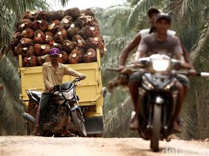Sehektar Kebun RI Produksi 3 Ton Sawit, Malaysia Bisa 12 Ton Sehektar Kebun RI Produksi 3 Ton Sawit, Malaysia Bisa 12 Ton