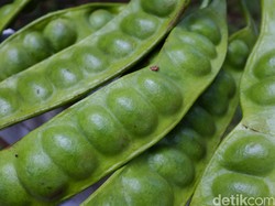 Harga Petai Melonjak 300%