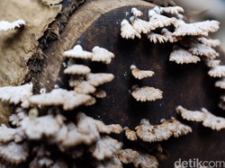 Kenali 4 Klasifikasi, Manfaat, Ciri-Ciri Jamur, dan Penjelasannya