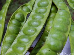 Beberapa Manfaat Konsumsi Petai Bagi Kesehatan, Bisa Lancarkan Pencernaan