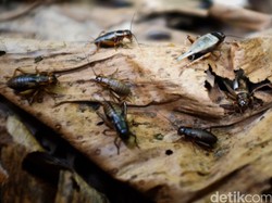 Warga Australia Frustrasi Dikepung Kawanan Jangkrik, Inikah Pemicunya?