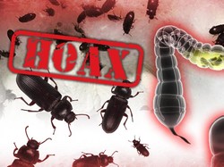 Broadcast Semut Jepang Jadi Obat Diabetes, Namun Membahayakan Usus